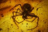 Fossil Flies (Diptera) and a Spider (Araneae) in Baltic Amber #197729-2